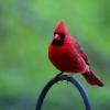 cardinal_male_hook