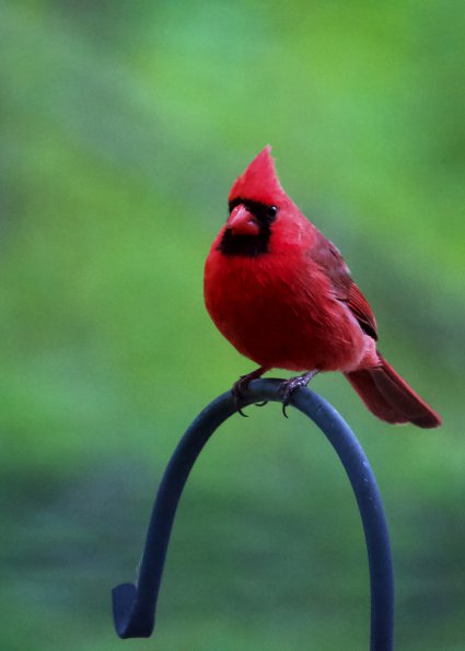 cardinal_male_hook