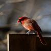 cardinal_morning_2
