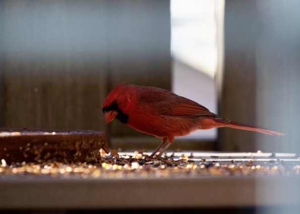 cardinal_morning