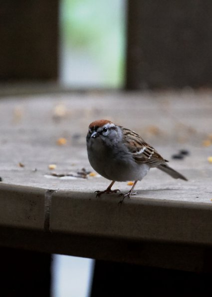 chirping_sparrow_male