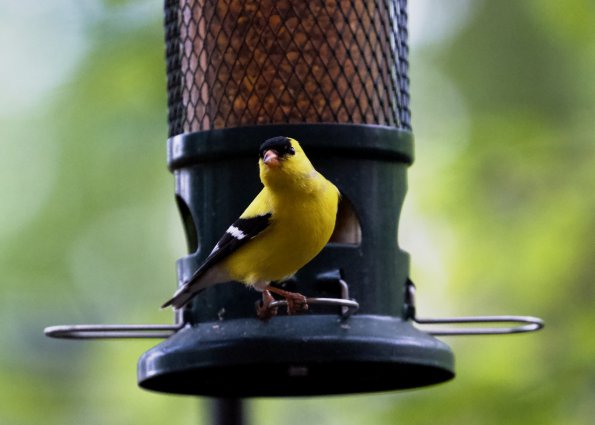 goldfinch_male