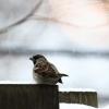 house_sparrow