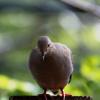 mourning_dove