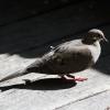mourning_dove_2
