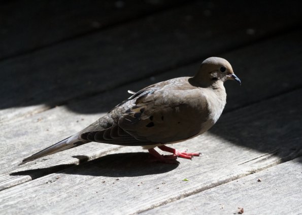 mourning_dove_2