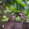 sparrow_feeding