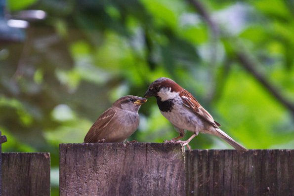 sparrow_feeding