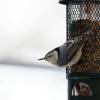 white_breasted_nuthatch