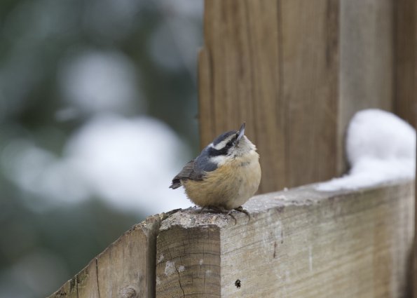 white_breasted_nuthatch_2