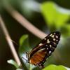 hecale_longwing2