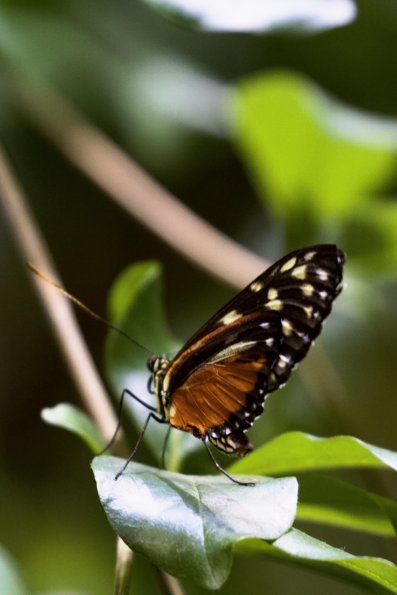 hecale_longwing2