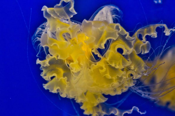 jellyfish_fringe
