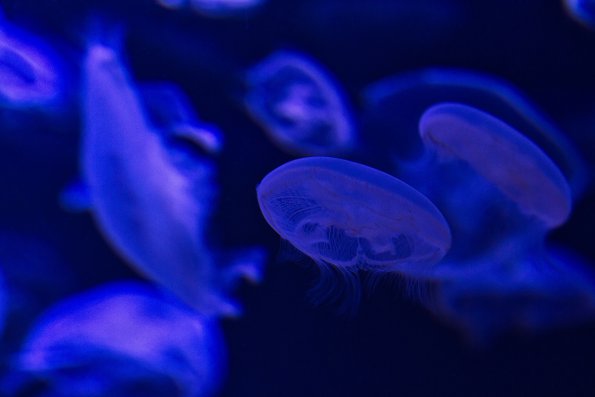 jellyfish_saucers_2