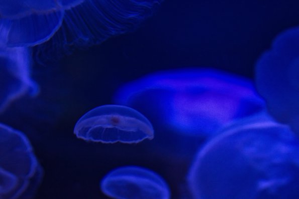 jellyfish_saucers