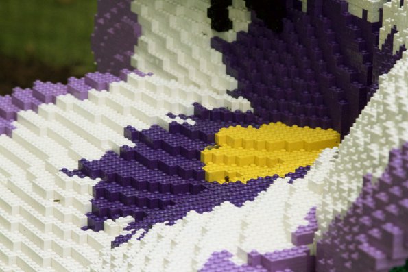 pansy_detail_2