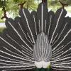 peacock_rear