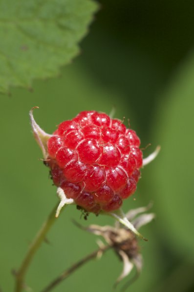 brambleberry
