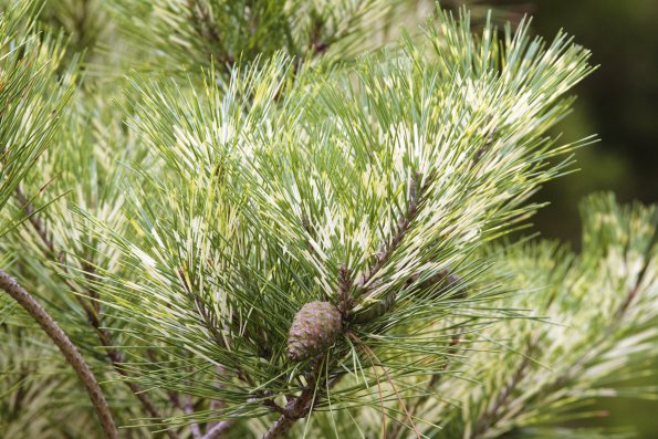 bicolored_pine