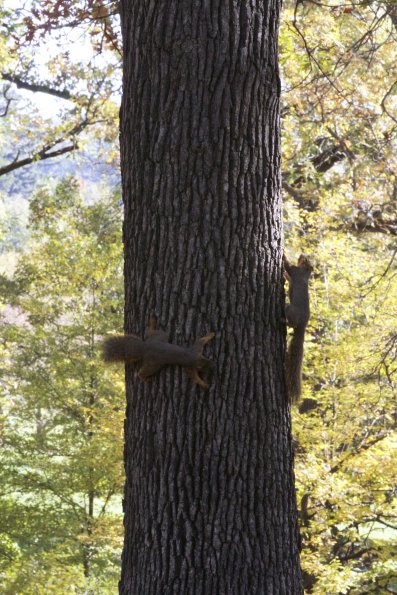 squirrel-fight