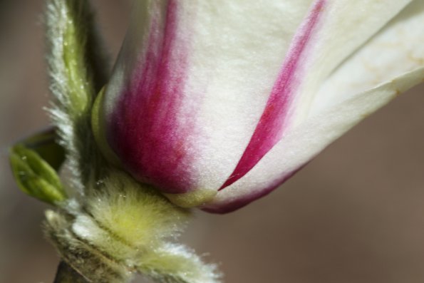 magnolia_base
