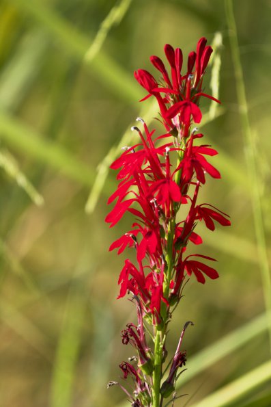 cardinal_flower