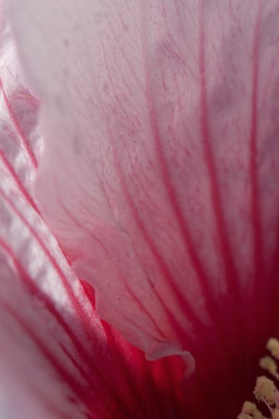 hibiscus_closeup