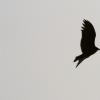 bird_silhouette2