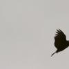 bird_silhouette3