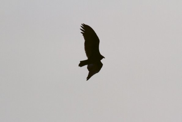 bird_silhouette