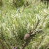 bicolored_pine