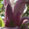 saucer_magnolia