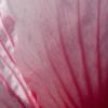 hibiscus_closeup