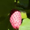 magnolia_fruit