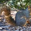 squirrel_morning_feed