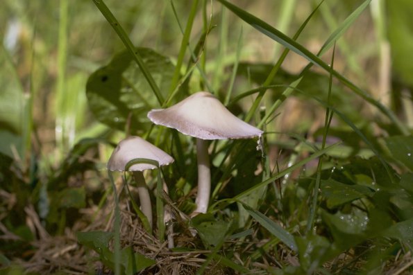 mushroom_pair